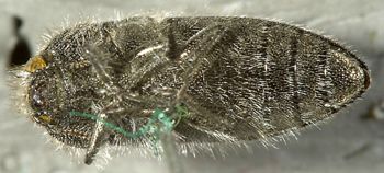 Media type: image;   Entomology 24422 Aspect: habitus ventral view